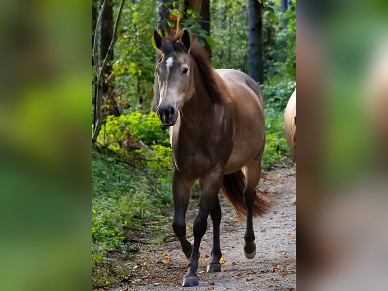 American Quarter Horse Stute 5 Jahre 152 cm Buckskin in Haldenwang
