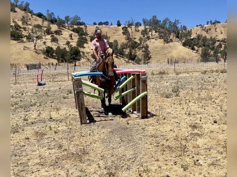 American Quarter Horse Stute 5 Jahre 152 cm Buckskin in Paicines CA