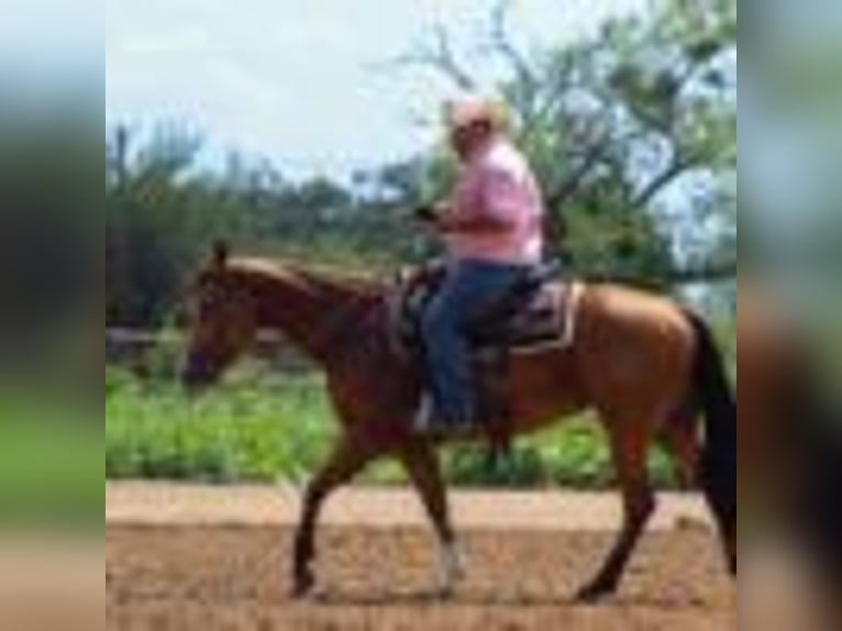 American Quarter Horse Stute 5 Jahre 152 cm Buckskin in Stephenville TX