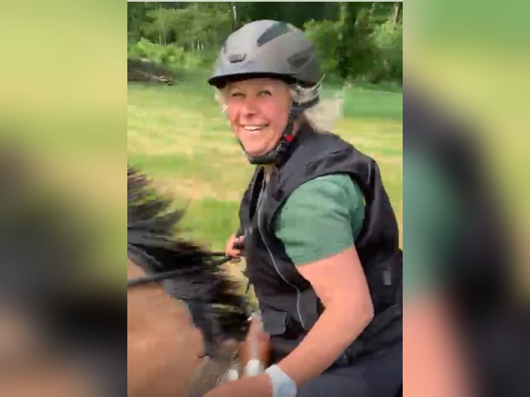 American Quarter Horse Stute 5 Jahre 152 cm Buckskin in FröndenbergFröndenberg