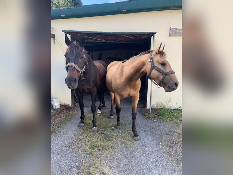 American Quarter Horse Stute 5 Jahre 152 cm Buckskin in FröndenbergFröndenberg