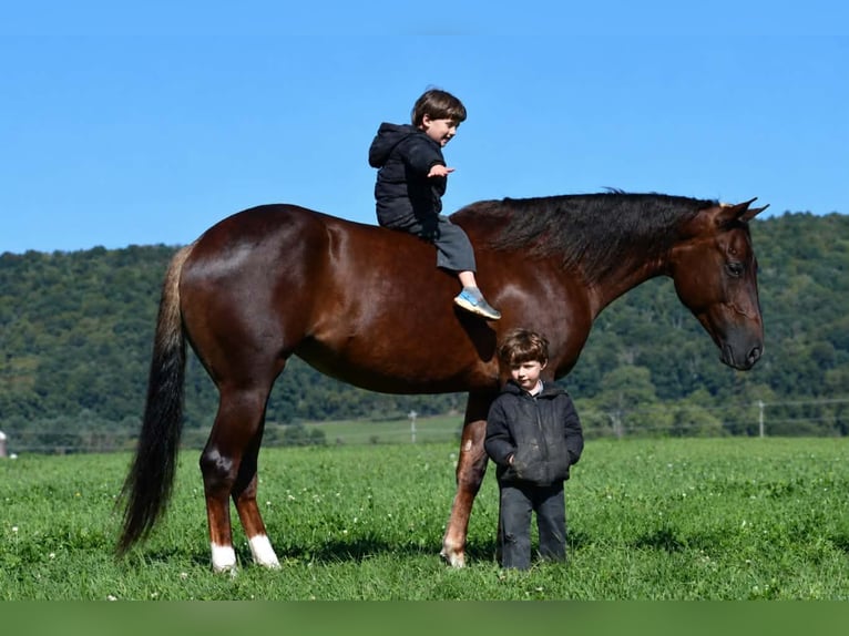 American Quarter Horse Stute 5 Jahre 152 cm Dunkelfuchs in Rebersburg