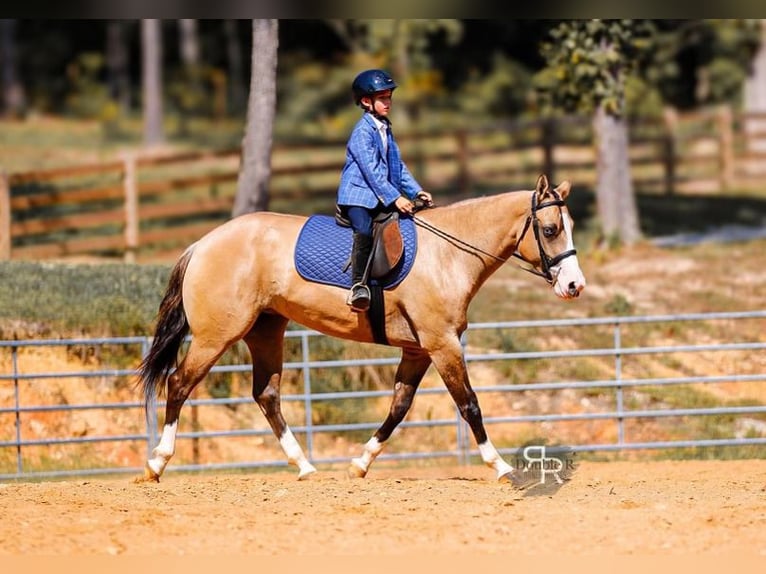 American Quarter Horse Stute 5 Jahre 152 cm Falbe in Lyles, TN