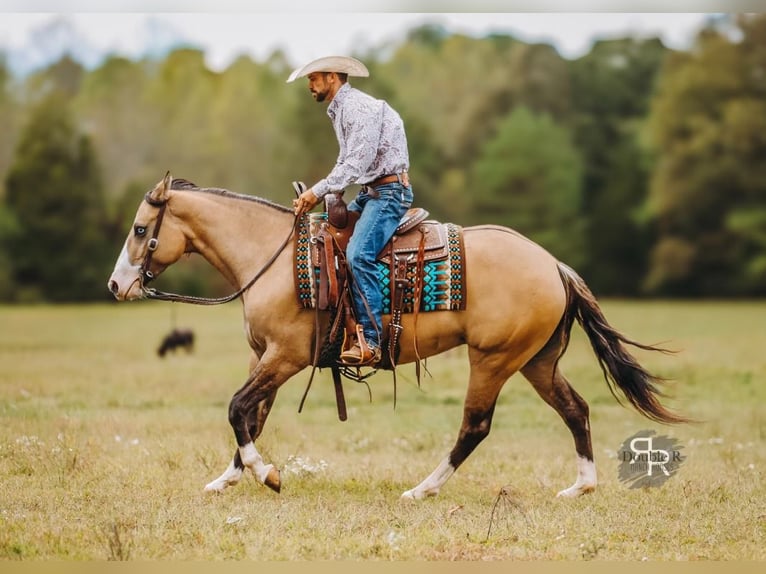 American Quarter Horse Stute 5 Jahre 152 cm Falbe in Lyles, TN