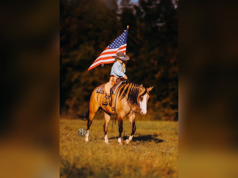 American Quarter Horse Stute 5 Jahre 152 cm Falbe in Lyles, TN