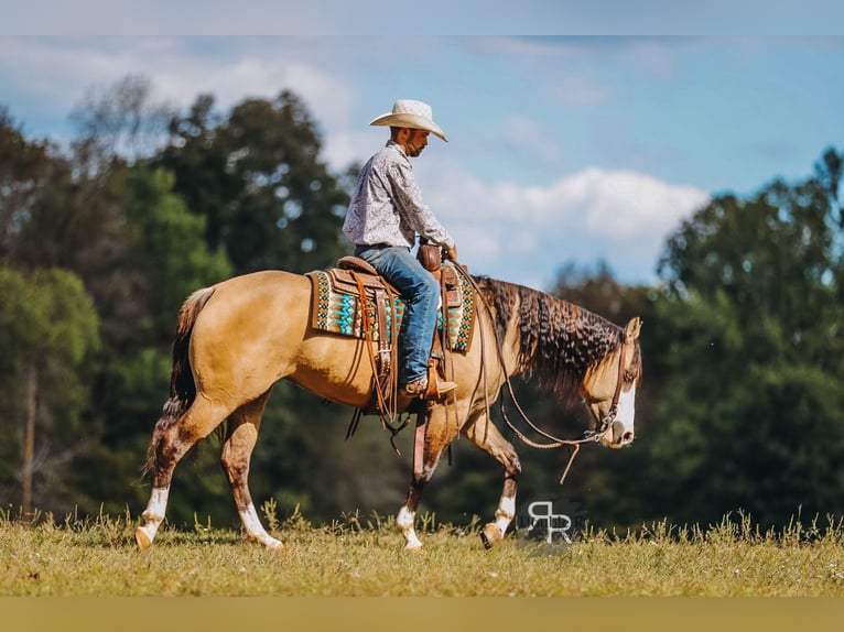 American Quarter Horse Stute 5 Jahre 152 cm Falbe in Lyles, TN