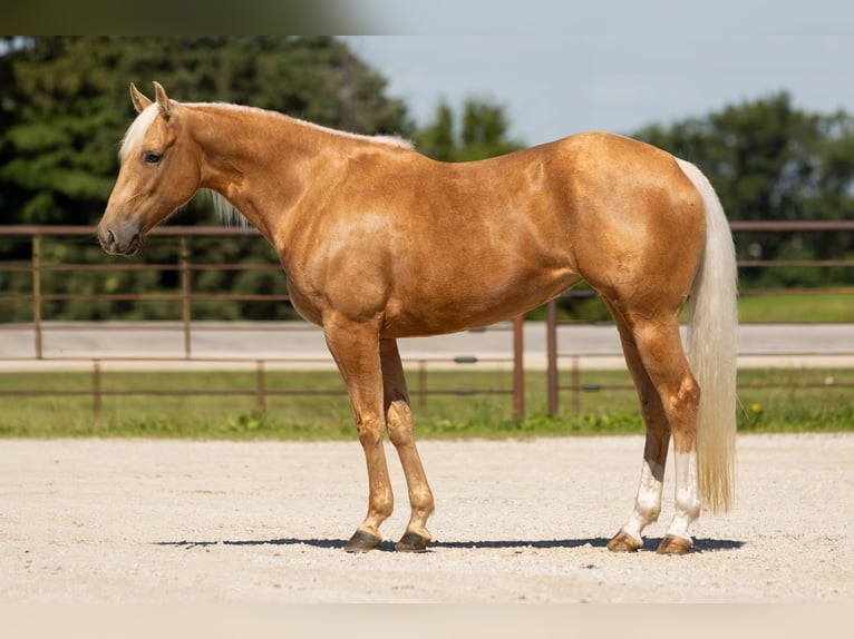 American Quarter Horse Stute 5 Jahre 152 cm Palomino in Decorah