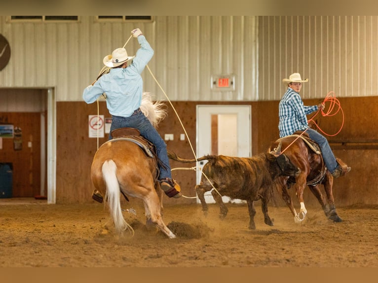 American Quarter Horse Stute 5 Jahre 152 cm Palomino in Decorah