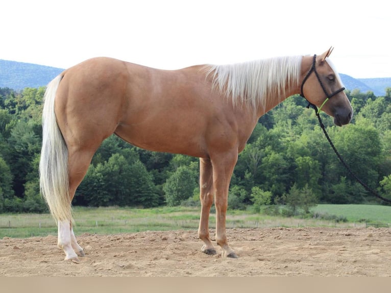 American Quarter Horse Mix Stute 5 Jahre 152 cm Palomino in Liverpool, PA