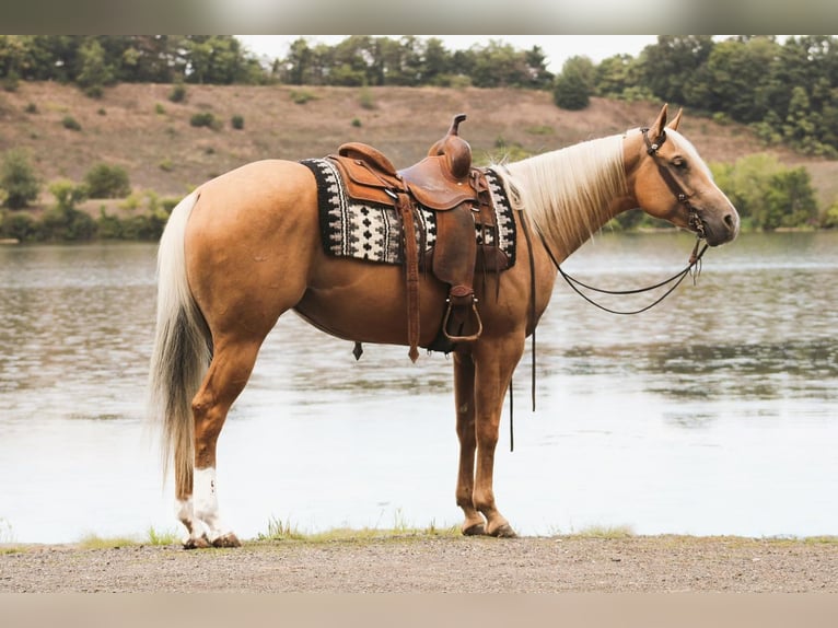 American Quarter Horse Mix Stute 5 Jahre 152 cm Palomino in Liverpool, PA