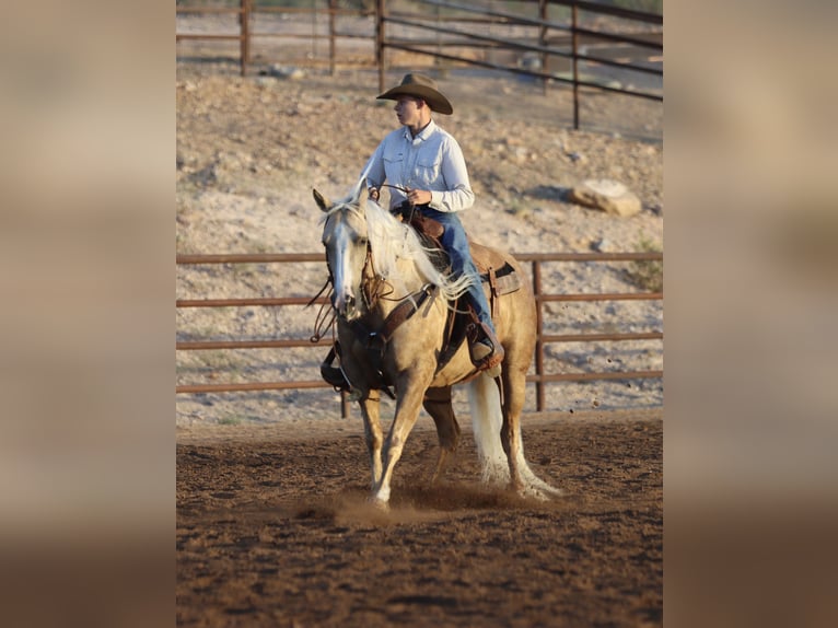 American Quarter Horse Stute 5 Jahre 152 cm Palomino in Wickenburg