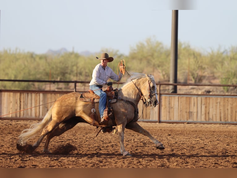 American Quarter Horse Stute 5 Jahre 152 cm Palomino in Wickenburg