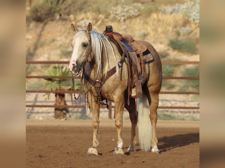 American Quarter Horse Stute 5 Jahre 152 cm Palomino in Wickenburg