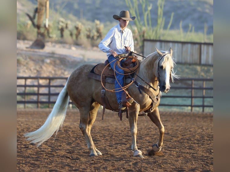 American Quarter Horse Stute 5 Jahre 152 cm Palomino in Wickenburg
