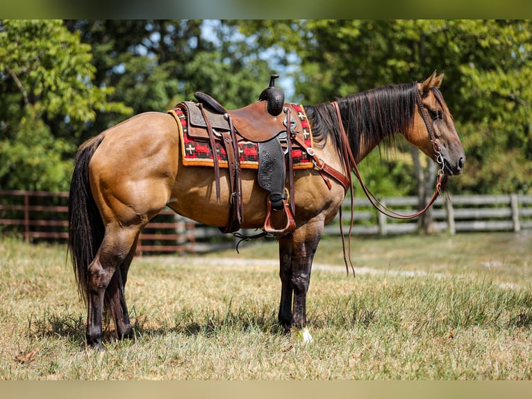 American Quarter Horse Stute 5 Jahre 152 cm in Santa Fe