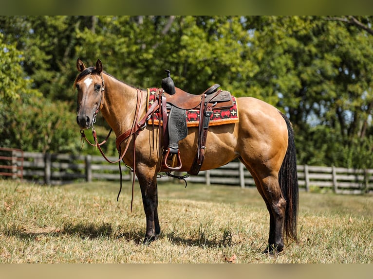 American Quarter Horse Stute 5 Jahre 152 cm in Santa Fe