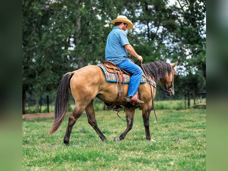 American Quarter Horse Stute 5 Jahre 152 cm in Santa Fe