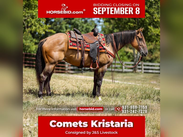 American Quarter Horse Stute 5 Jahre 152 cm in Santa Fe