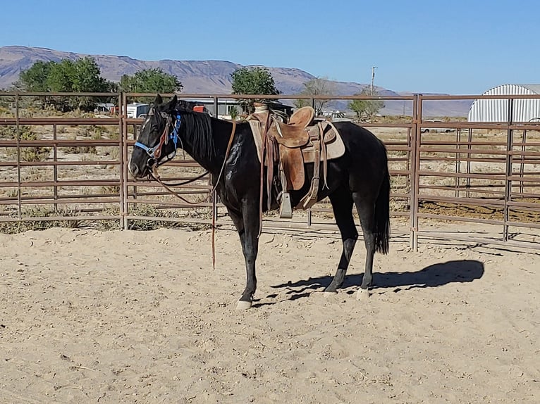 American Quarter Horse Stute 5 Jahre 152 cm Rappe in Battle Mountain