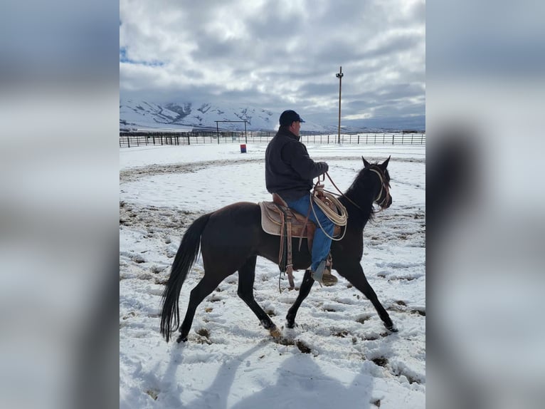 American Quarter Horse Stute 5 Jahre 152 cm Rappe in Battle Mountain