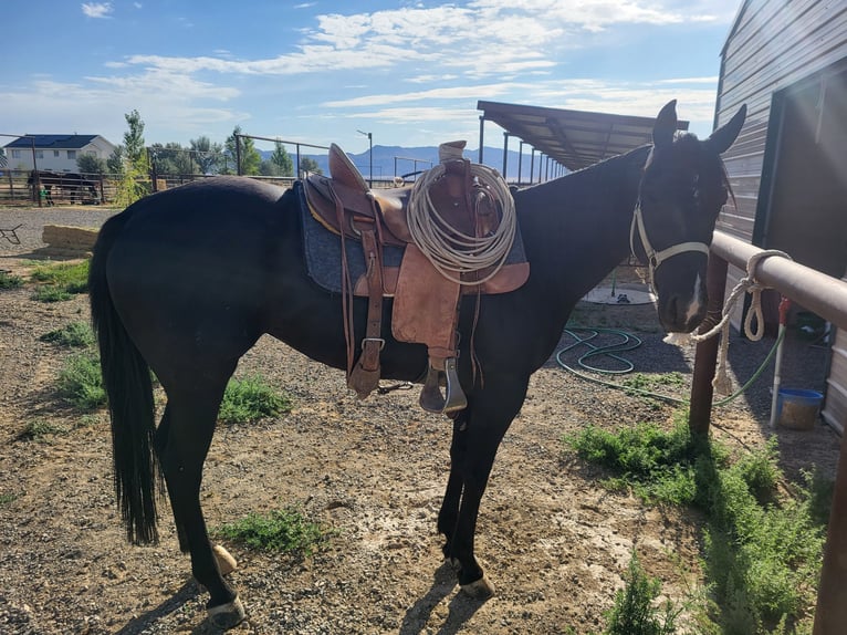 American Quarter Horse Stute 5 Jahre 152 cm Rappe in Battle Mountain