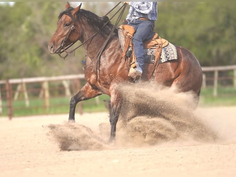 American Quarter Horse Stute 5 Jahre 152 cm Roan-Bay in Rexburg