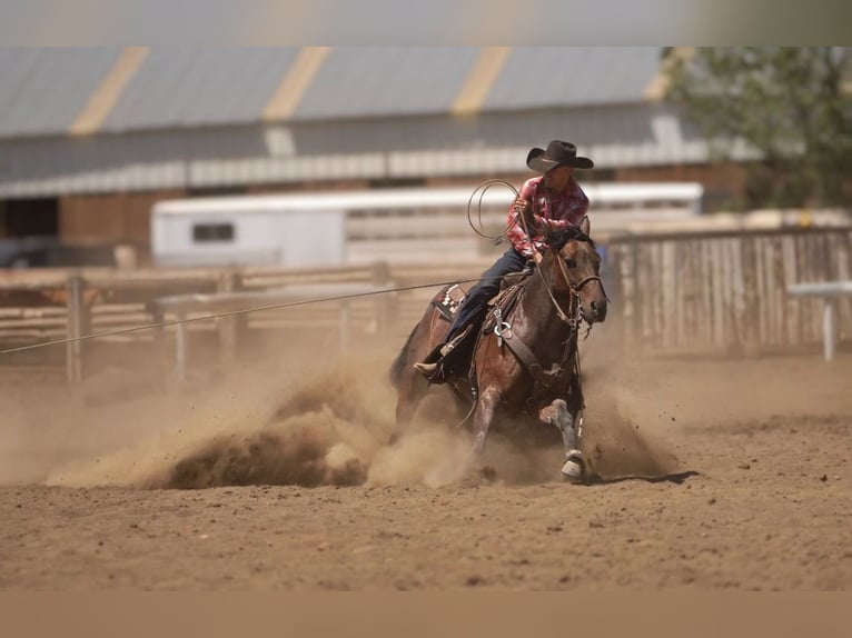 American Quarter Horse Stute 5 Jahre 152 cm Roan-Bay in Rexburg