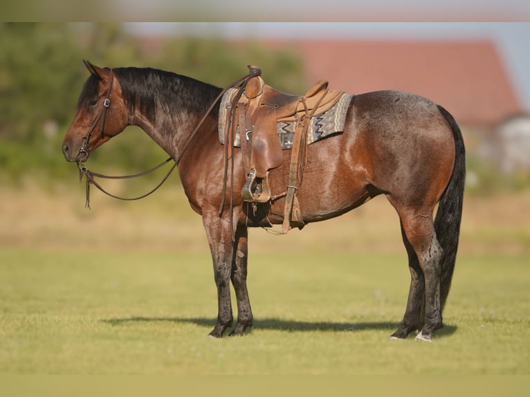 American Quarter Horse Stute 5 Jahre 152 cm Roan-Bay in Rexburg