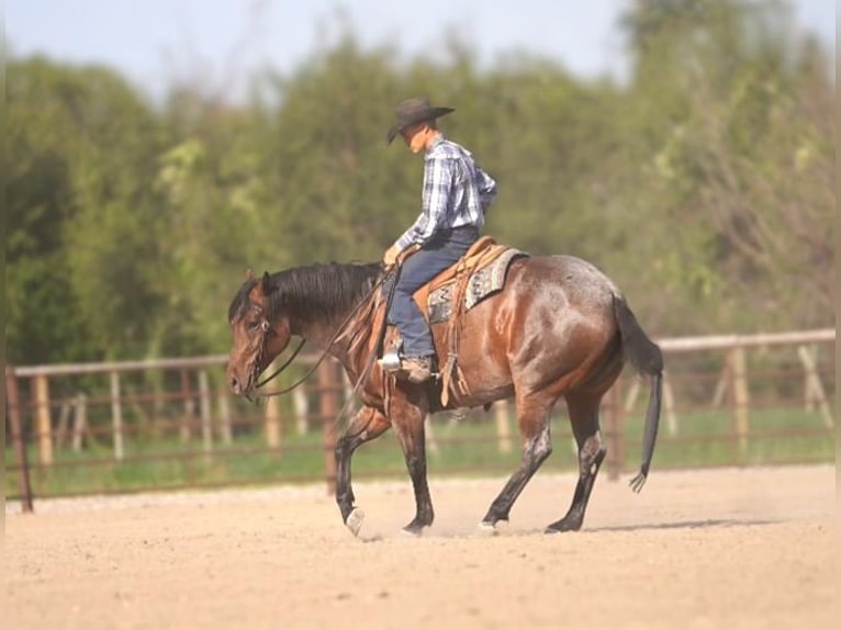 American Quarter Horse Stute 5 Jahre 152 cm Roan-Bay in Rexburg