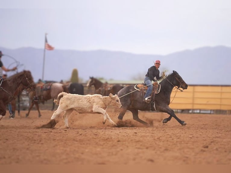 American Quarter Horse Stute 5 Jahre 152 cm Roan-Bay in Rexburg