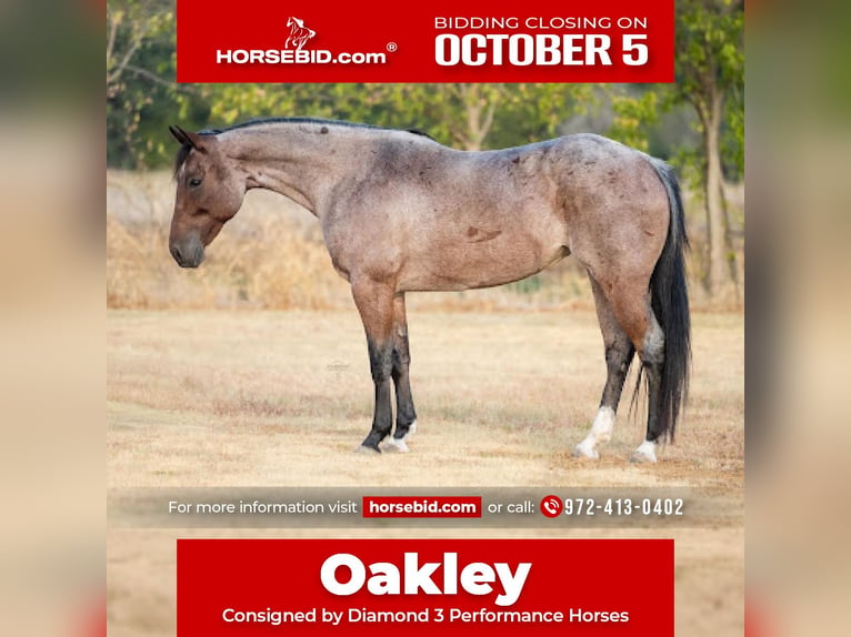 American Quarter Horse Stute 5 Jahre 152 cm Roan-Bay in Ravenna