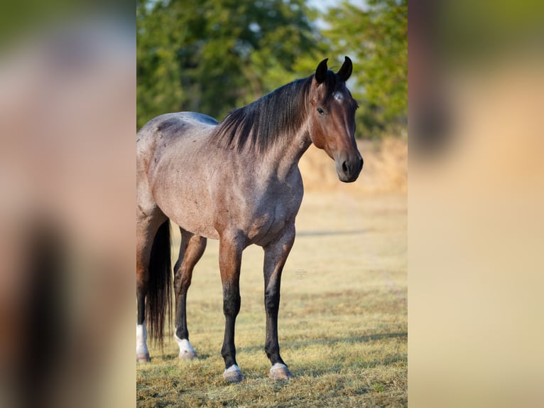 American Quarter Horse Stute 5 Jahre 152 cm Roan-Bay in Ravenna