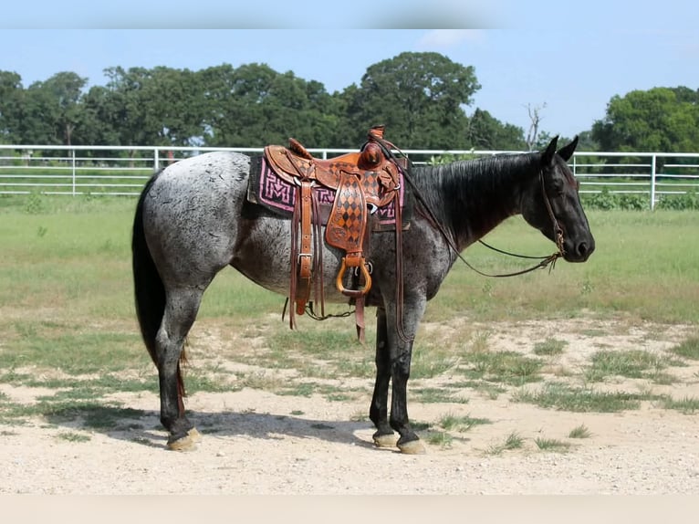 American Quarter Horse Stute 5 Jahre 152 cm Roan-Blue in Kaufman