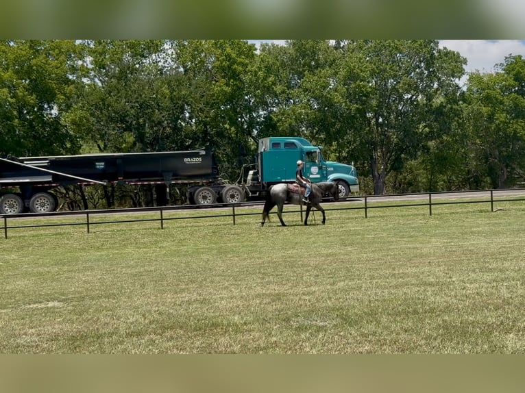 American Quarter Horse Stute 5 Jahre 152 cm Roan-Blue in Kaufman