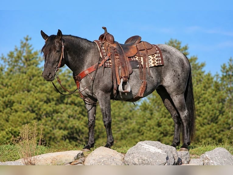 American Quarter Horse Mix Stute 5 Jahre 152 cm Roan-Blue in Rebersburg