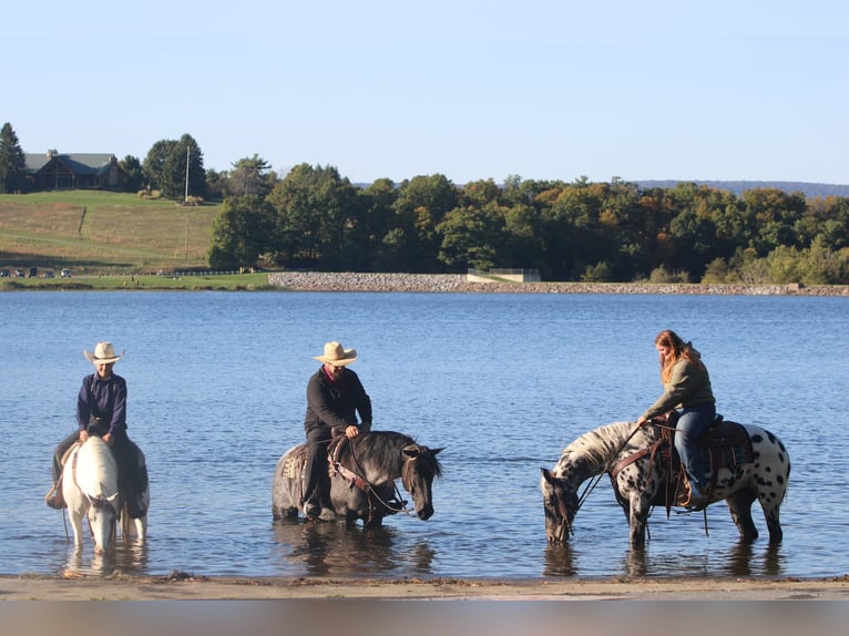 American Quarter Horse Mix Stute 5 Jahre 152 cm Roan-Blue in Rebersburg