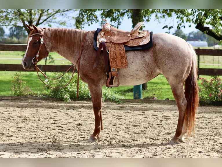 American Quarter Horse Stute 5 Jahre 152 cm Roan-Red in Wadersloh