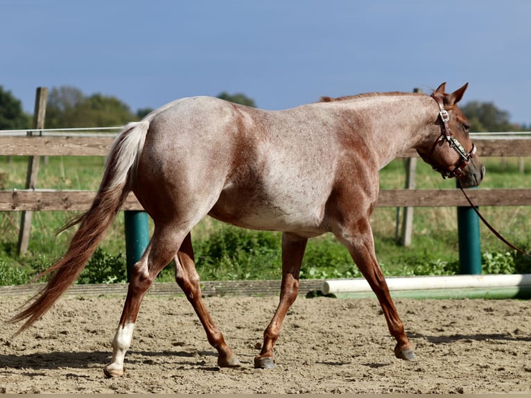 American Quarter Horse Stute 5 Jahre 152 cm Roan-Red in Wadersloh
