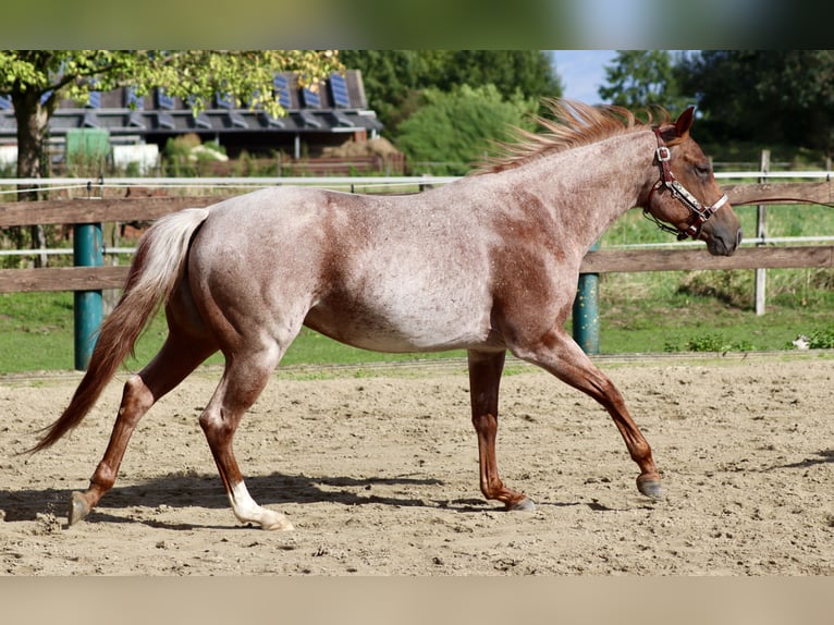 American Quarter Horse Stute 5 Jahre 152 cm Roan-Red in Wadersloh