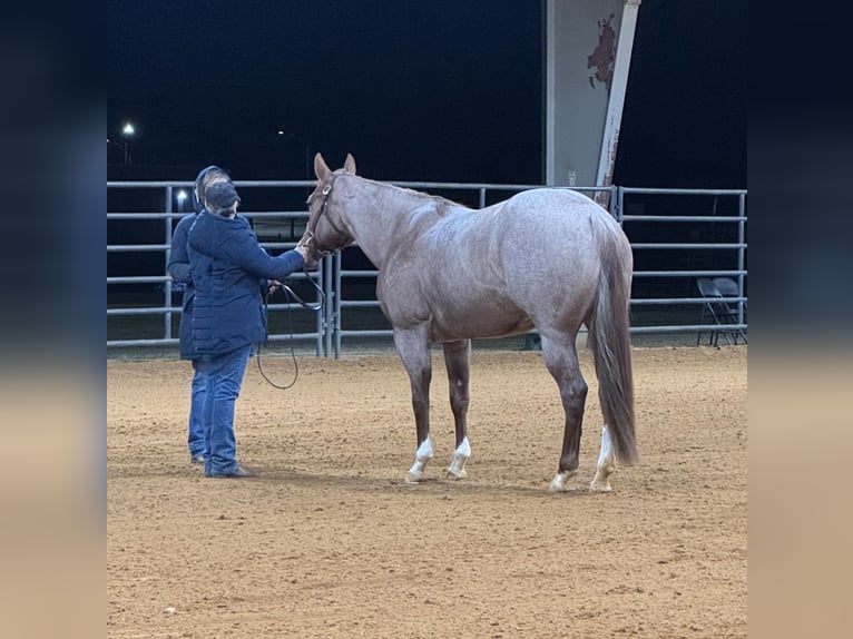 American Quarter Horse Stute 5 Jahre 152 cm Roan-Red in Vidalia