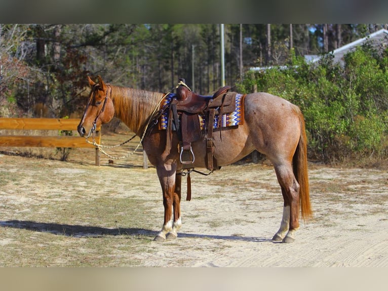American Quarter Horse Stute 5 Jahre 152 cm Roan-Red in Vidalia