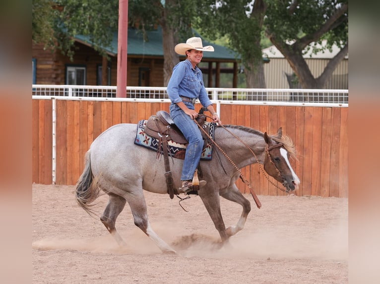 American Quarter Horse Stute 5 Jahre 152 cm Roan-Red in Belen