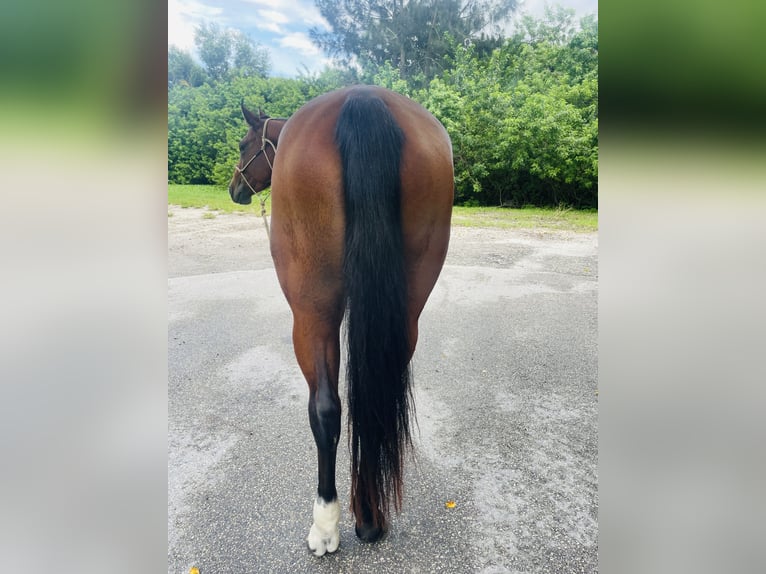 American Quarter Horse Stute 5 Jahre 152 cm Rotbrauner in Delray Beach