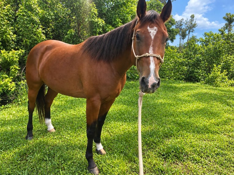 American Quarter Horse Stute 5 Jahre 152 cm Rotbrauner in Delray Beach