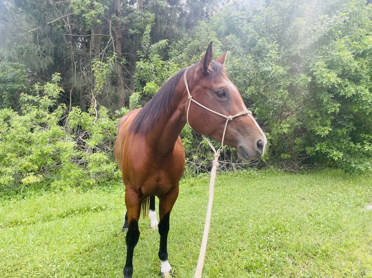 American Quarter Horse Stute 5 Jahre 152 cm Rotbrauner in Delray Beach