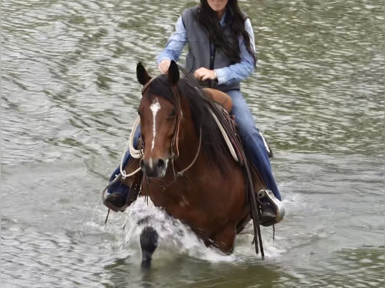 American Quarter Horse Stute 5 Jahre 152 cm Rotbrauner in Canadian