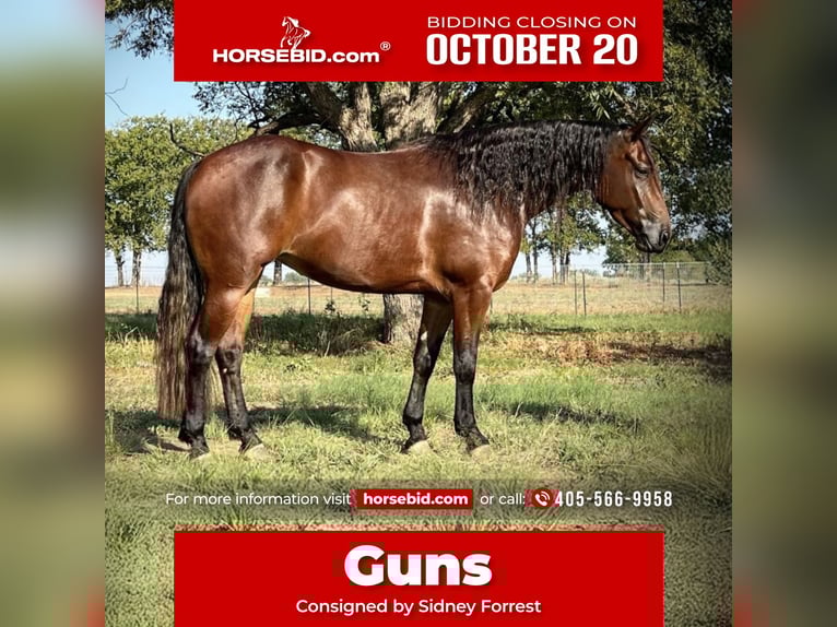 American Quarter Horse Stute 5 Jahre 152 cm Rotbrauner in Lipan