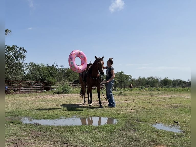 American Quarter Horse Stute 5 Jahre 152 cm Rotbrauner in Victoria