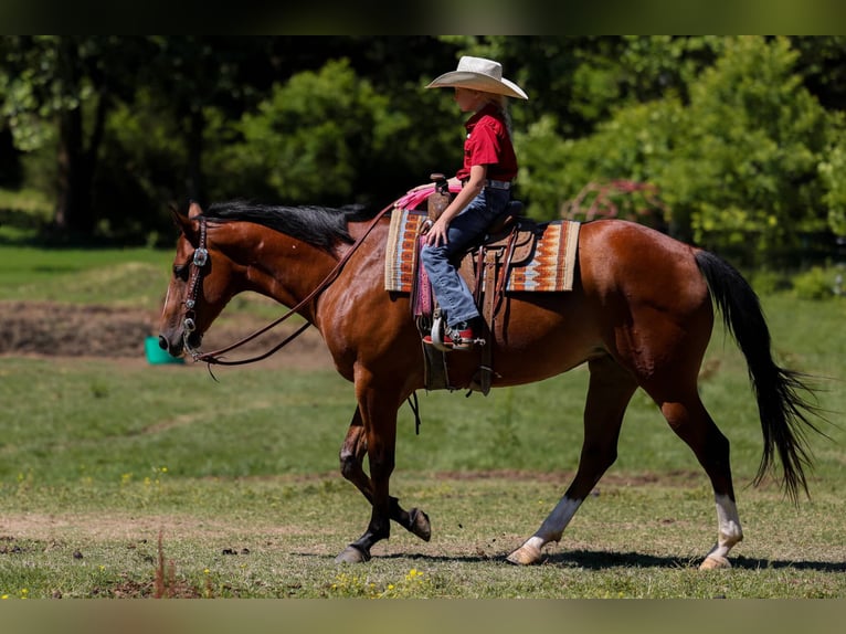 American Quarter Horse Stute 5 Jahre 152 cm Rotbrauner in Mount Vernon, KY