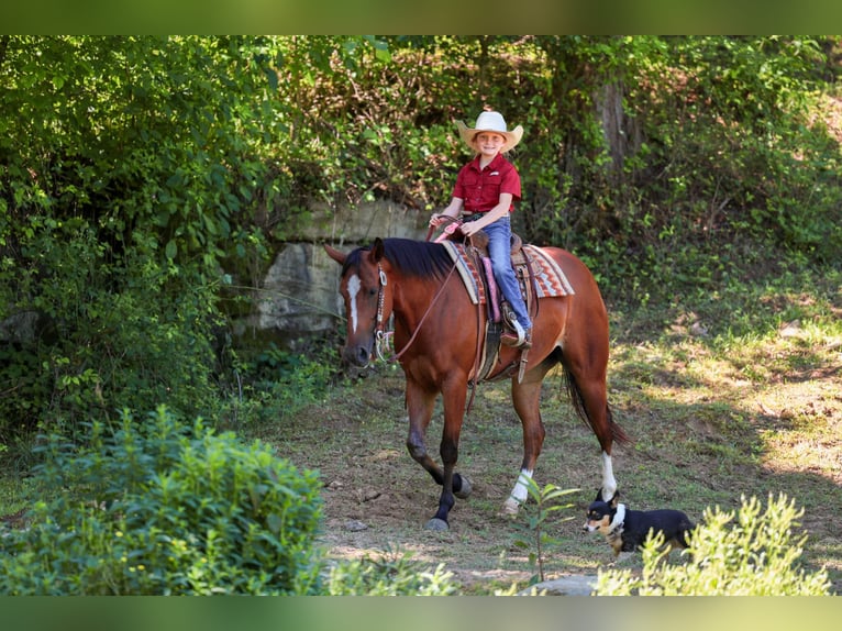 American Quarter Horse Stute 5 Jahre 152 cm Rotbrauner in Mount Vernon, KY